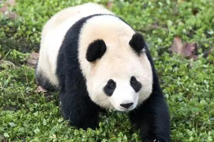 龙仁爱宝乐园