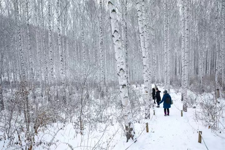 麟蹄郡院垈里白桦林