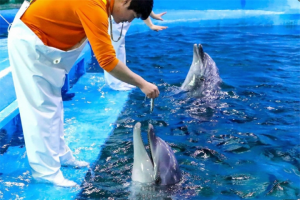 蔚山长生浦鲸鱼文化特区