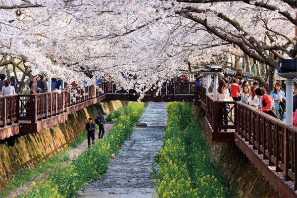 昌原余佐川（樱花）