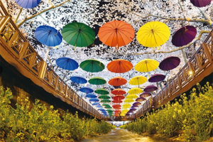 昌原余佐川（樱花）