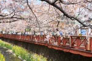 昌原余佐川（樱花）
