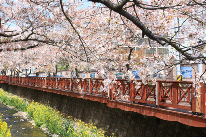 昌原余佐川(樱花)
