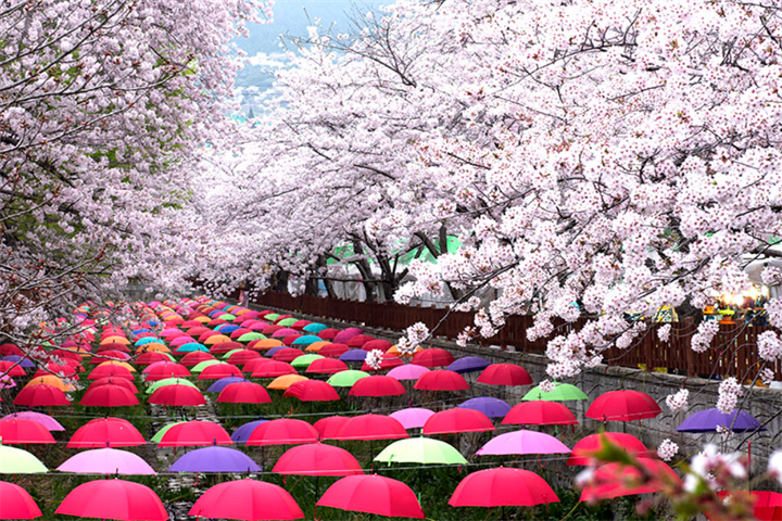 昌原余佐川(樱花)