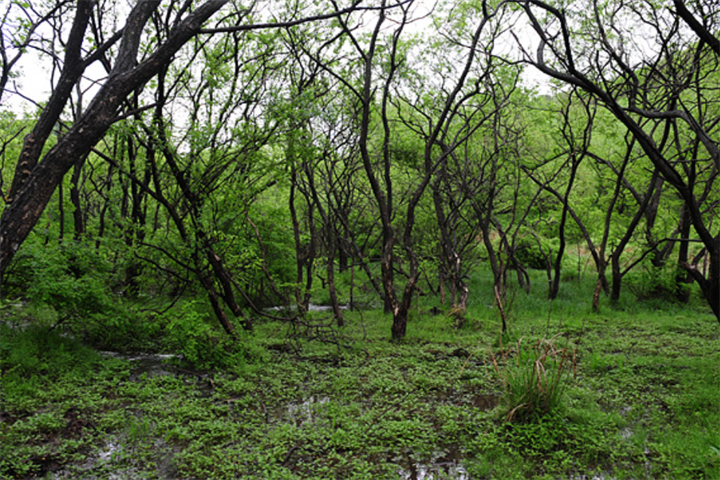 高敞支石墓、云谷湿地村