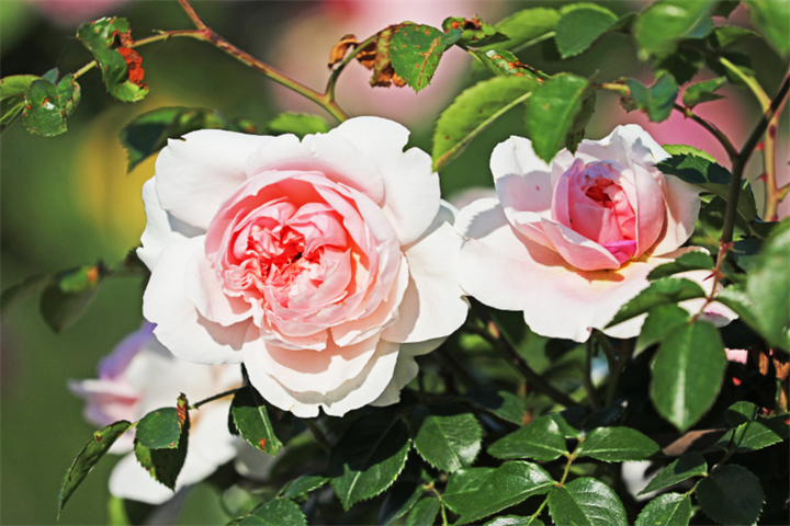 玫瑰花4