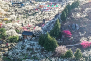 梅花来, 春暖花开的“光阳梅花节”