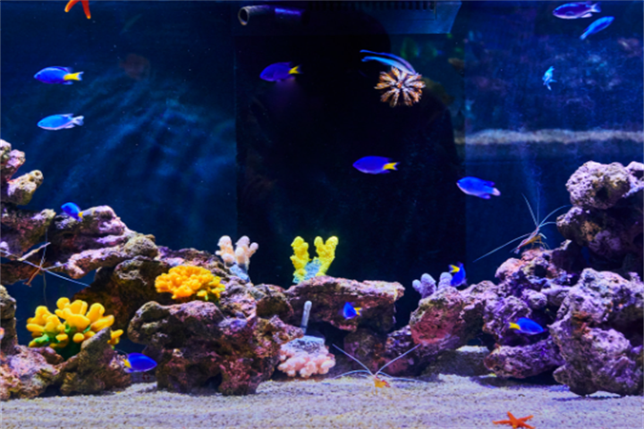 水原最好的水族馆光教Aqua Planet