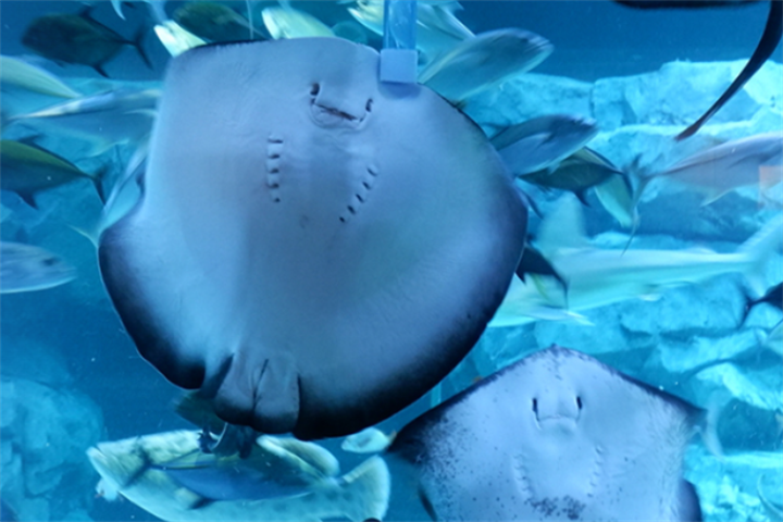 水原最好的水族馆光教Aqua Planet