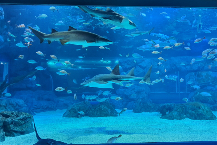 水原最好的水族馆光教Aqua Planet