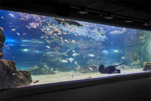 水原最好的水族馆光教Aqua Planet