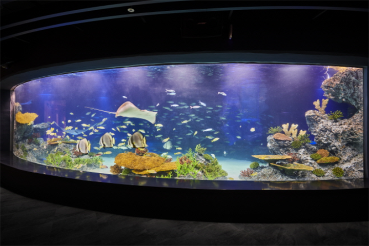 水原最好的水族馆光教Aqua Planet