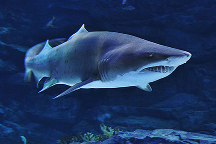 水原最好的水族馆光教Aqua Planet