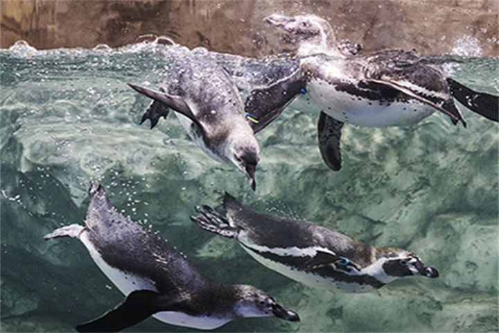 水原最好的水族馆光教Aqua Planet
