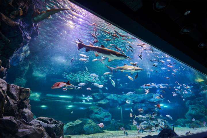 水原最好的水族馆光教Aqua Planet
