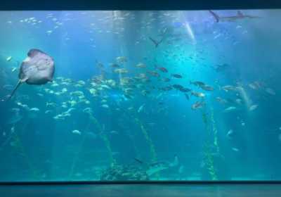 济州森林小火车&水族馆&自然景观一日游攻略