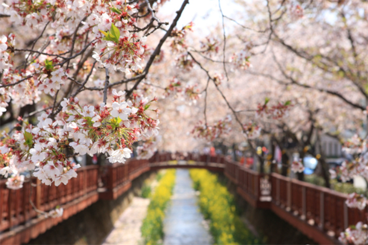 樱花1