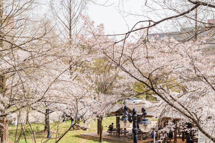 全北大学樱花路1 全北大学樱花路1