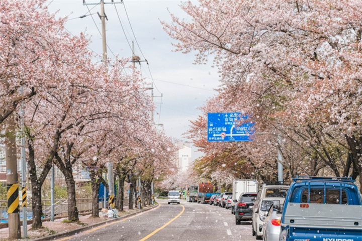 光州川樱花路2 光州川樱花路2