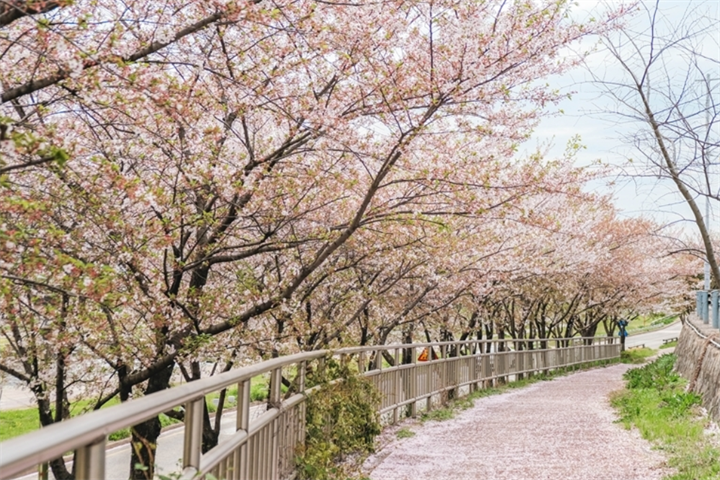 光州川樱花路1 光州川樱花路1