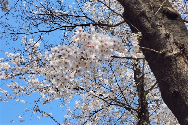 华阳面樱花路 华阳面樱花路