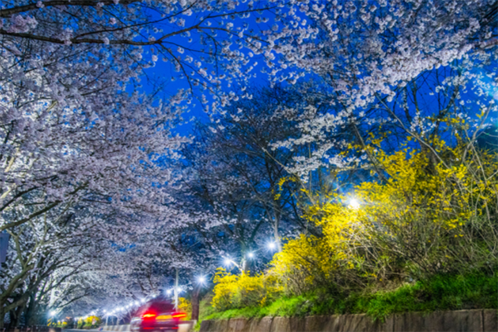 求礼樱花路2 求礼樱花路2