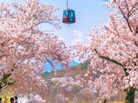 韩国第一个紫色的二月樱花“EWORLD”樱花庆典