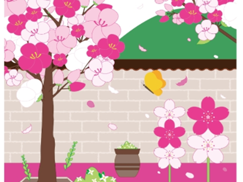 在庆州的樱花名胜大陵园石墙路上散步，感受春天的气息“庆州大陵园石墙路樱花节”