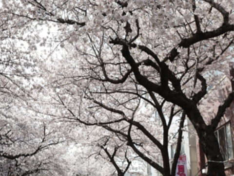 在樱花盛开的全农路的春天“全农路樱花王庆典”