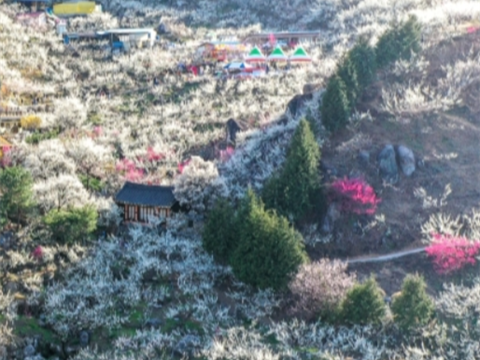 梅花来, 春暖花开的“光阳梅花节”