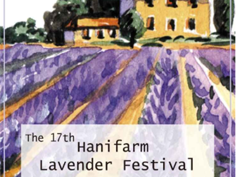 在江原道高城金刚山山脚遇到的紫色山坡，还有欧洲风格的农场“夏妮棕榈薰衣草节”