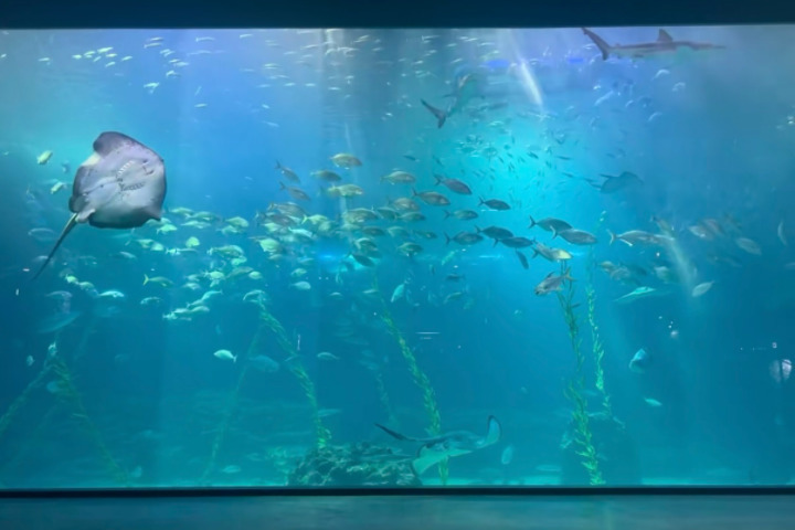 济州森林小火车&水族馆&自然景观一日游攻略