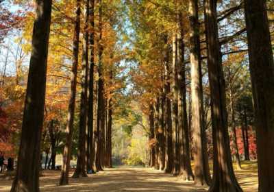 江原道羊驼世界&金裕贞铁路自行车&南怡岛一日游攻略