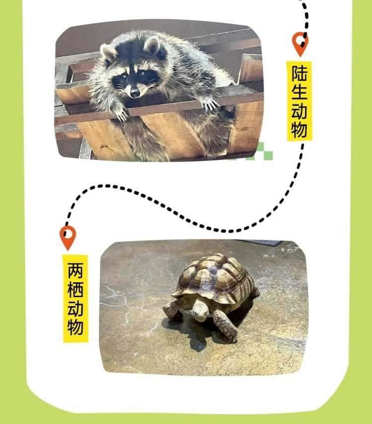 切图_zoolungzoolung-3