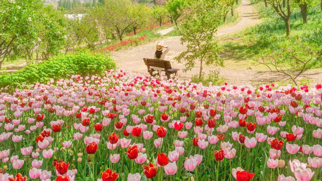 韩国赏花旅游地 | 19个浪漫秘境，春天就去这里拍爆朋友圈！