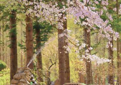 京畿道加平伊甸园樱花路南怡岛铁路自行车一日游攻略