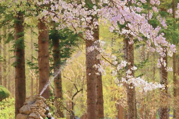 京畿道加平伊甸园樱花路南怡岛铁路自行车一日游攻略