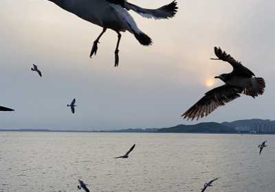 仁川永宗岛铁路自行车&喂海鸥一日游，首尔出发超省心