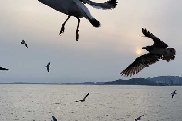 仁川永宗岛铁路自行车&喂海鸥一日游，首尔出发超省心