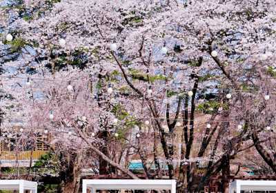 森系治愈出逃，春川南怡岛晨静树木园一日漫游