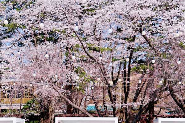森系治愈出逃，春川南怡岛晨静树木园一日漫游