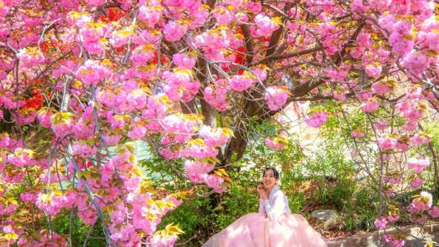 樱花落了后，就去冲韩国8处重瓣樱胜地！