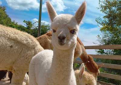 乐高+羊驼！江原道一日游太治愈