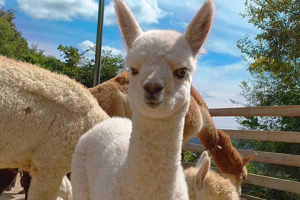 乐高+羊驼！江原道一日游太治愈