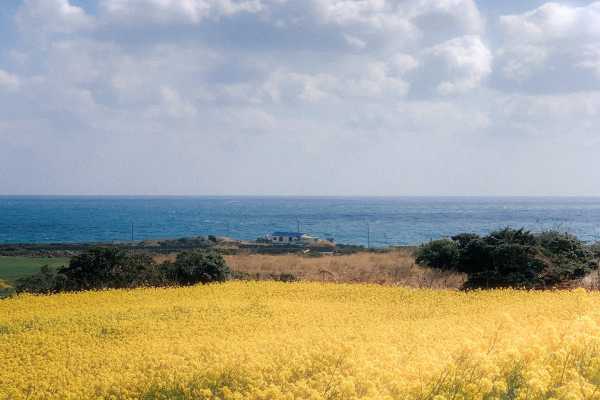 济州牛岛&城山日出峰&韩剧拍摄地一日游攻略