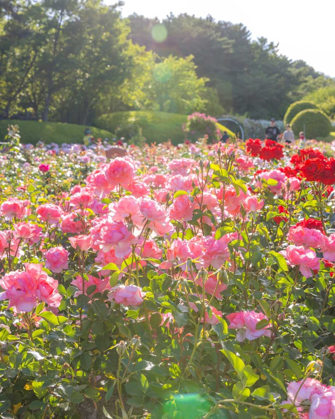 Instagram_6123820032__1717158042_2 Instagram_6123820032__1717158042_2
