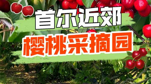 初夏限定！首尔近郊樱桃采摘，超出片！